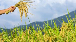 Agriculture & Farming