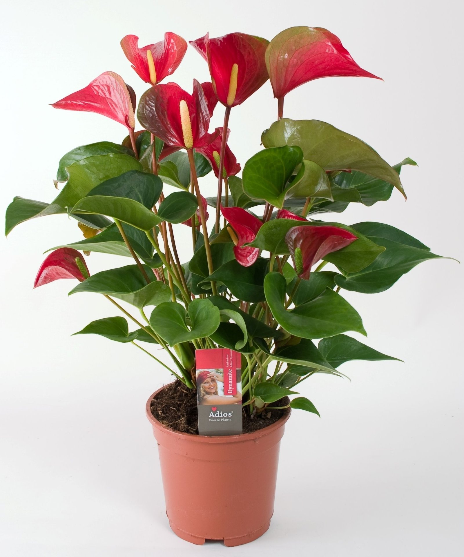 Not today Jack - Image 2