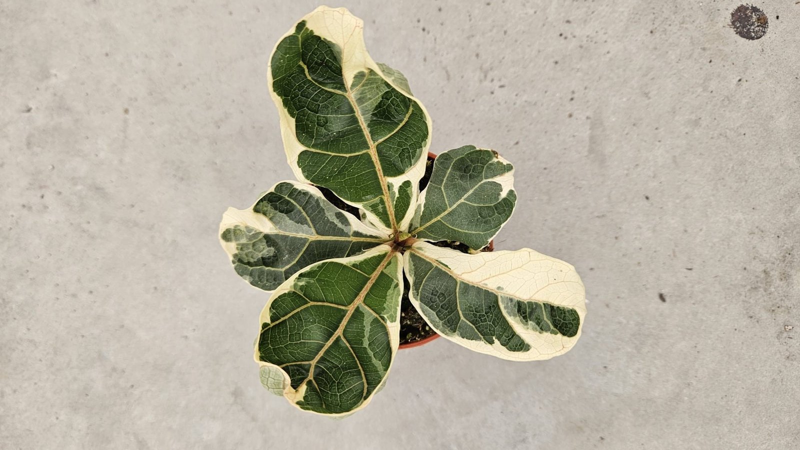 Ficus Lyrata Vereigated - Image 2