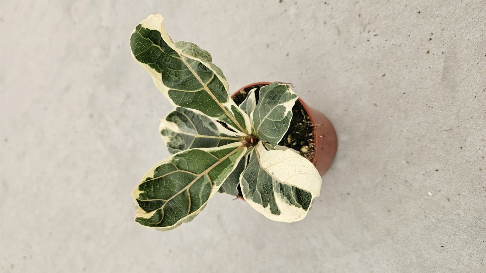 Ficus Lyrata Vereigated - Image 3