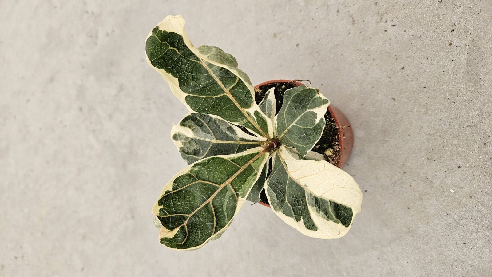 Ficus Lyrata Vereigated